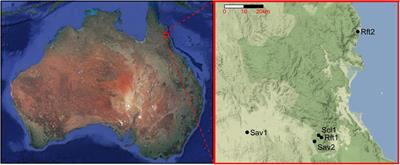 Assessing the Australian <mark class="highlighted">Termite</mark> Diversity Anomaly: How Habitat and Rainfall Affect <mark class="highlighted">Termite</mark> Assemblages